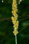 Fox sedge